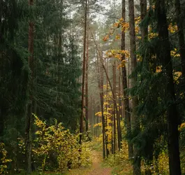 Simple Lifestyle Steps for a Calm Daily Flow